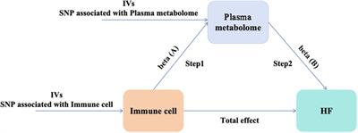 Plasma metabolome mediates the causal relationship between immune cells and heart failure: a two-step bidirectional Mendelian randomization study